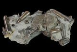 Fossil Belemnites (Paxillosus) with Vertebra - Germany #133277-2